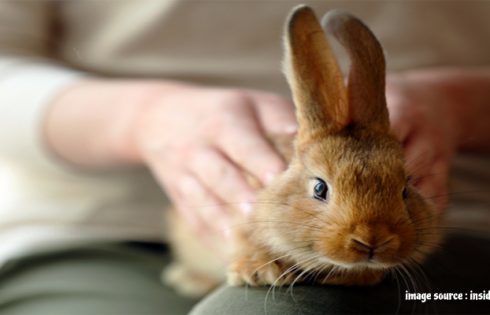 What to Be Aware of When Adopting a Rabbit?