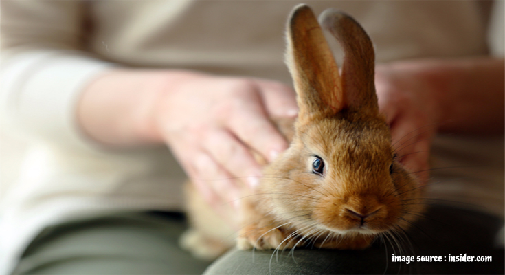 What to Be Aware of When Adopting a Rabbit?