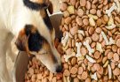 Benefits of Dry Dog Food