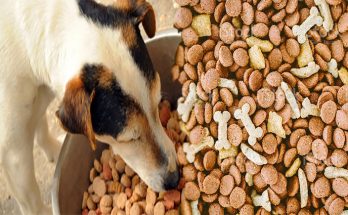 Benefits of Dry Dog Food