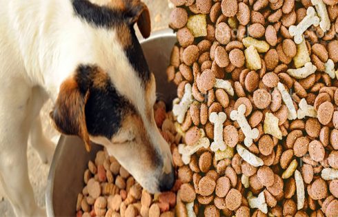 Benefits of Dry Dog Food