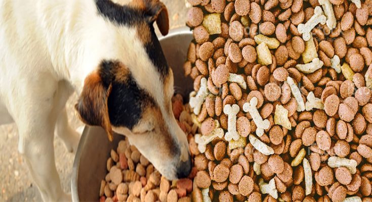 Benefits of Dry Dog Food