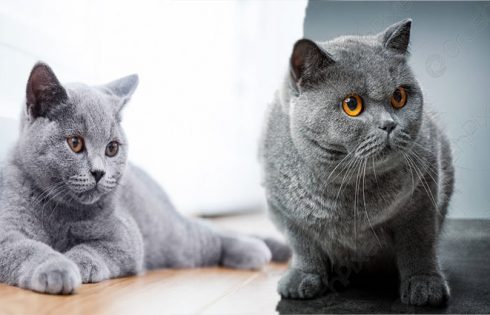 Blue Persian Cat - Exotic Shorthair Cat