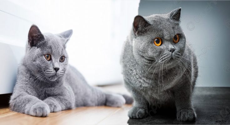 Blue Persian Cat - Exotic Shorthair Cat