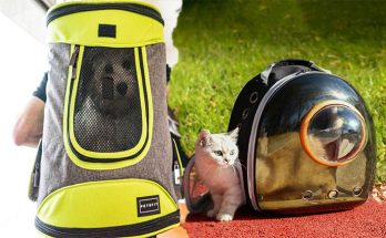 Buying a Pet Carrier Backpack