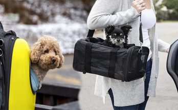 Choosing a Pet Carrier Bag