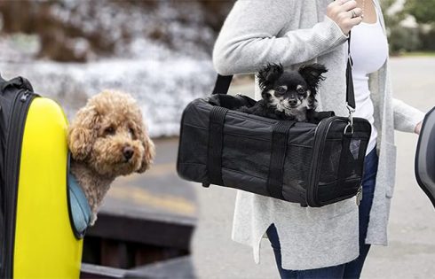 Choosing a Pet Carrier Bag