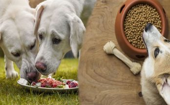 Healthy Dog Food For Your Four-Legged Friend