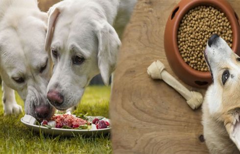 Healthy Dog Food For Your Four-Legged Friend