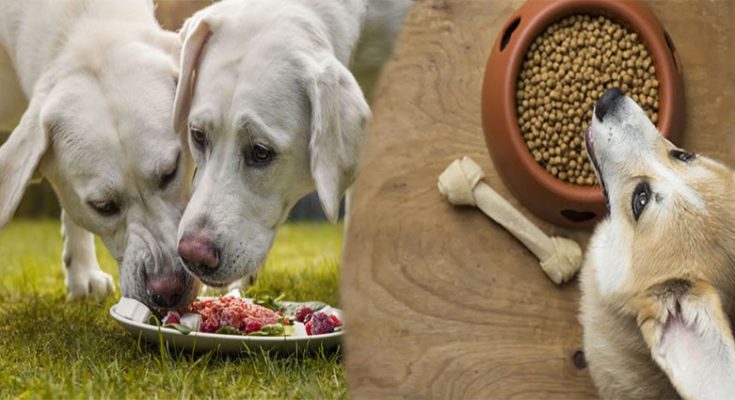 Healthy Dog Food For Your Four-Legged Friend