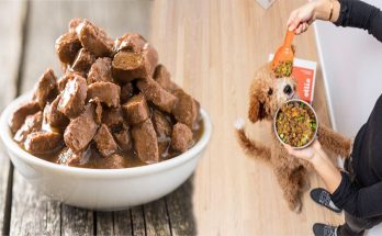 How to Evaluate the Quality of Wet Dog Food
