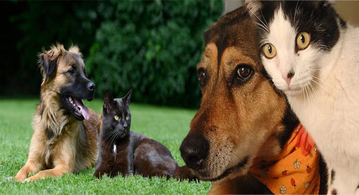 Introducing Cats and Dogs Living Together
