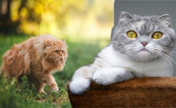 Persian Cat Breeds