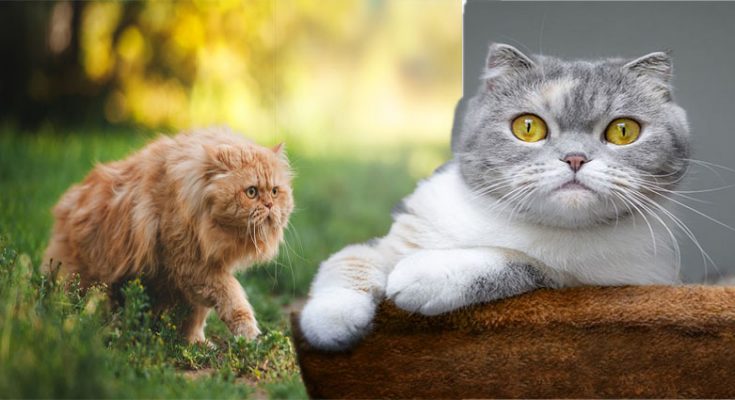 Persian Cat Breeds