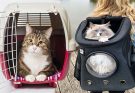 The Best Pet Carrier Cat