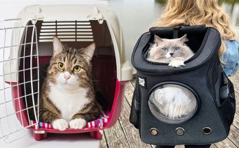 The Best Pet Carrier Cat