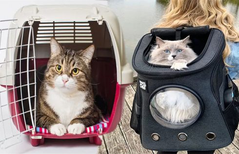 The Best Pet Carrier Cat