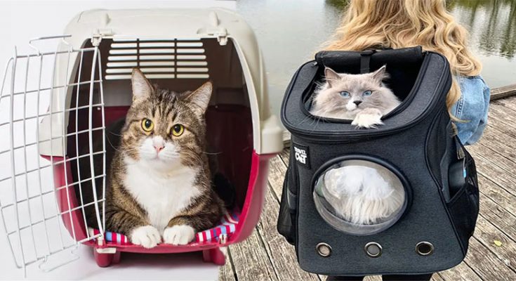 The Best Pet Carrier Cat