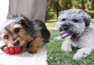 Top 5 Dog Toys For Puppies