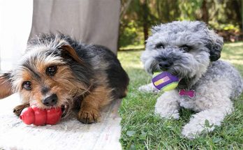 Top 5 Dog Toys For Puppies