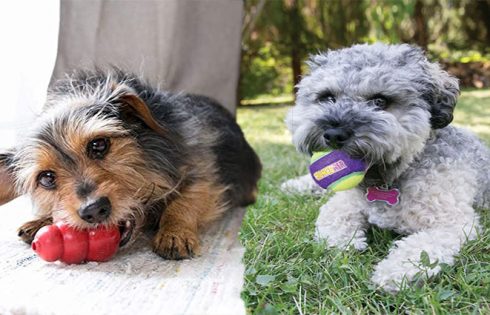 Top 5 Dog Toys For Puppies