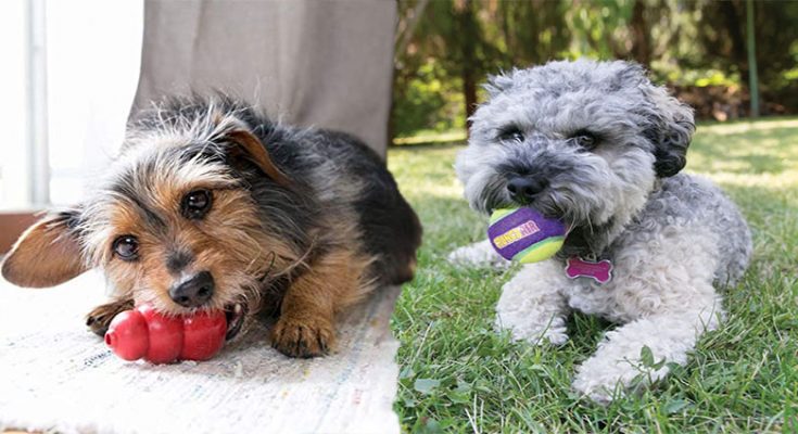 Top 5 Dog Toys For Puppies