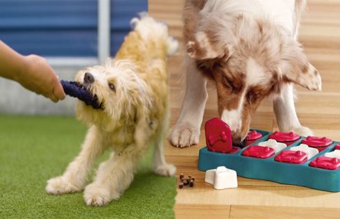 Top 5 Interactive Dog Toys For Dogs