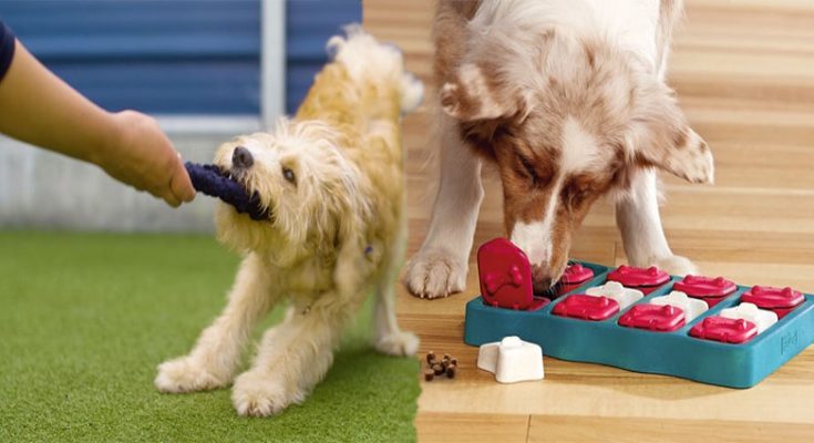 Top 5 Interactive Dog Toys For Dogs