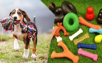 Which Are the Best Tough Dog Toys For Your Dog?