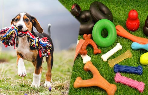 Which Are the Best Tough Dog Toys For Your Dog?