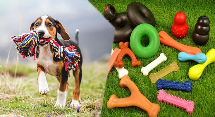 Which Are the Best Tough Dog Toys For Your Dog?