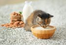 Can Cats Have Almond Milk?