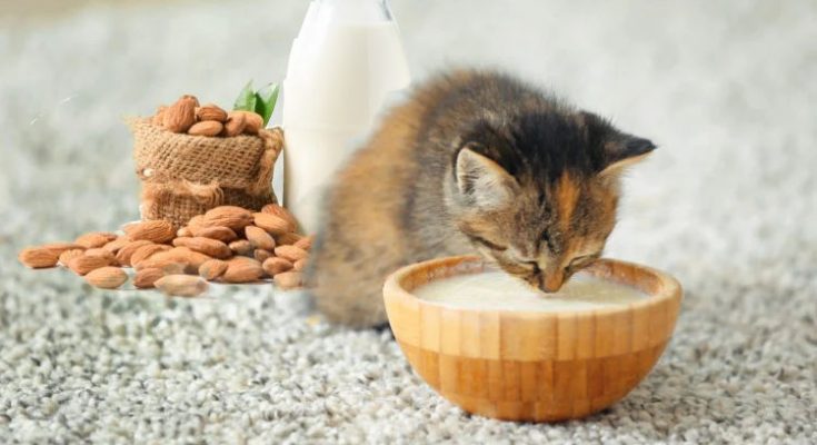 Can Cats Have Almond Milk?