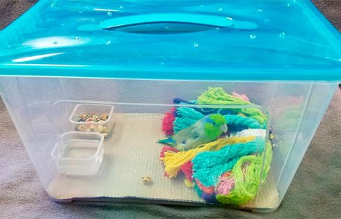 Parrot Owners! Whats in your Bird First Aid Kit?