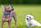 What Makes a Dog Hypoallergenic?