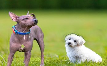 What Makes a Dog Hypoallergenic?