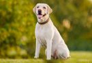 Characteristics of an English Labrador That You Will Definitely Love