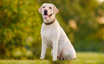 Characteristics of an English Labrador That You Will Definitely Love