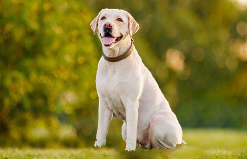 Characteristics of an English Labrador That You Will Definitely Love