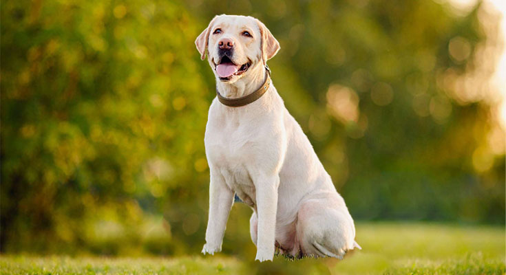 Characteristics of an English Labrador That You Will Definitely Love