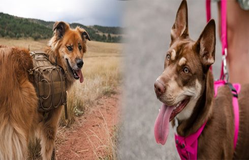 8 Durable and Stylish Floral Dog Collars Perfect for Female Canine Companions