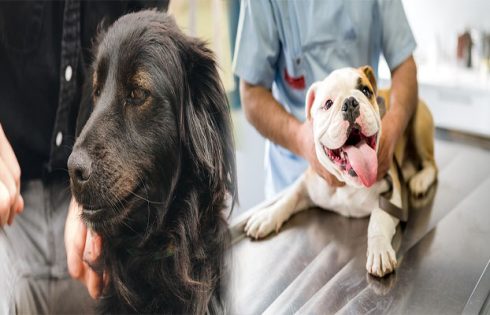 A Comprehensive Guide on How to Adopt a Dog with Special Needs or Medical Conditions