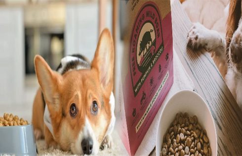 Affordable Dog Foods with High Fiber Content for Sensitive Stomachs