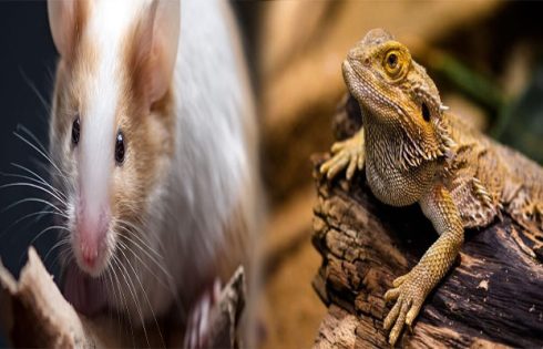 Affordable Exotic Pets for First-Time Owners