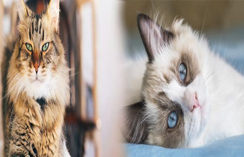 Best Big Cat Breeds for Exotic Pet Enthusiasts