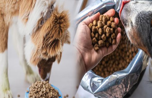 Best Dog Foods High in Fiber for Weight Management