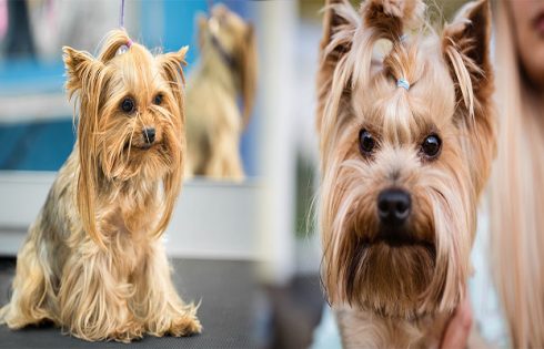 Best Grooming Practices for Yorkshire Terriers to Maintain Their Coat