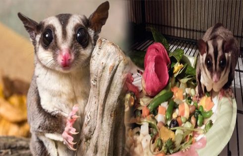 Best Sugar Glider Diets and Food Options for Optimal Health