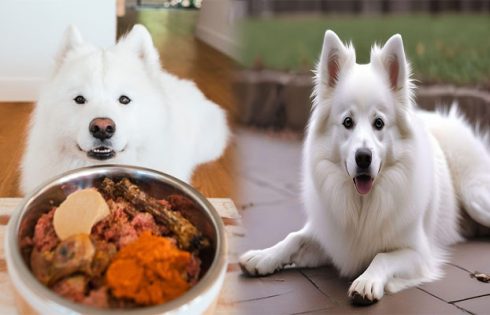 Choosing the Right Diet and Nutrition for American Eskimo Puppies