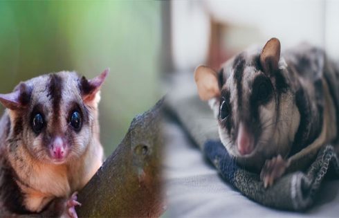 Common Health Issues and Care Tips for Sugar Gliders as Pets